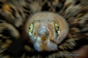 viper fish by Marco Gargiulo 